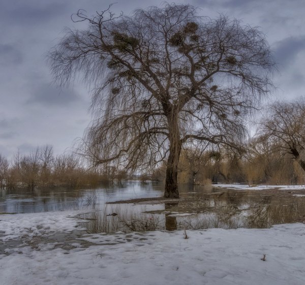 Ива Весна река