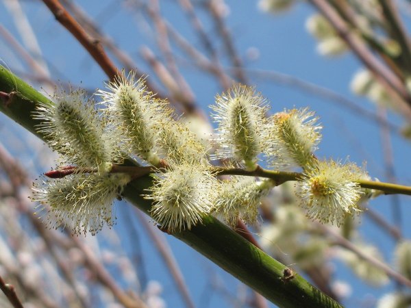 Ива остролистная Верба