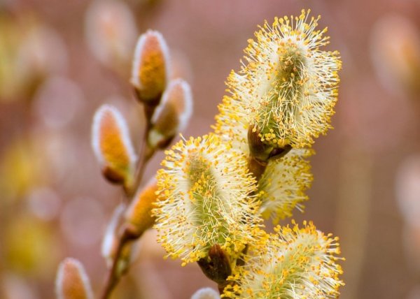 Весна Верба