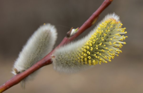 Ива волчниковая цветение