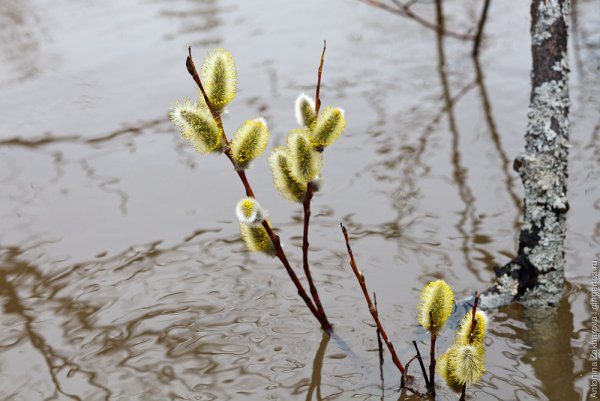 Ива Верба весной