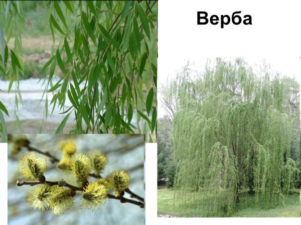 Ива Верба дерево