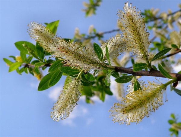 Верба листики