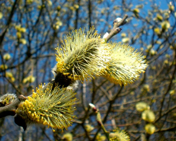 Верба дерево