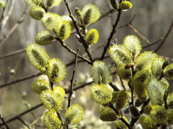 Ива волчниковая Верба