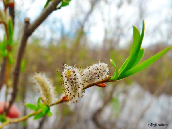 Верба дерево цветение