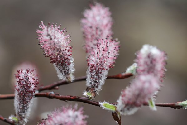 Ива тонкостолбиковая гора АСО
