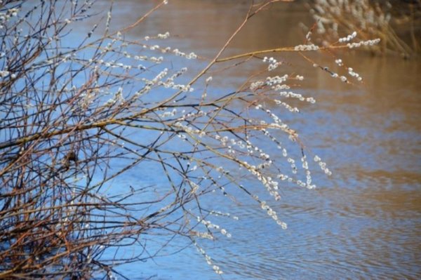 Верба у реки