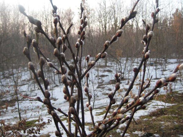 Верба дерево или кустарник