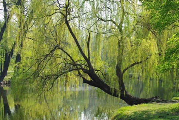 Плакучая Ива у реки