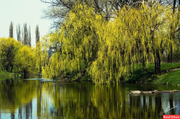 Ива Ракита над рекой