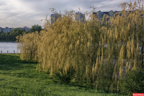 Ива Ледебура Курайская (плакучая)