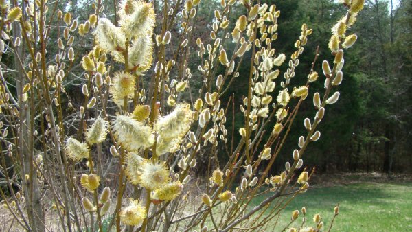 Ива остролистная цветение