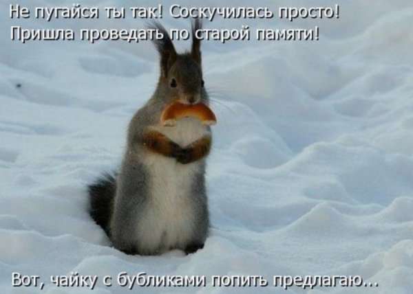 Помоги весне ешь снег