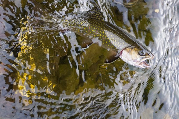 Весенняя рыбалка