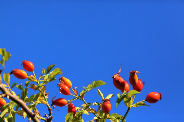 Rosa Canina Fruit Oil