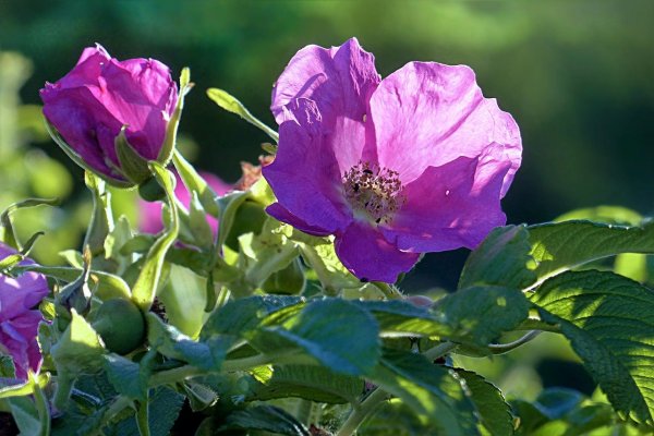 Rosa platyacantha