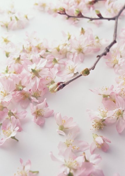 Фотофон Сакура