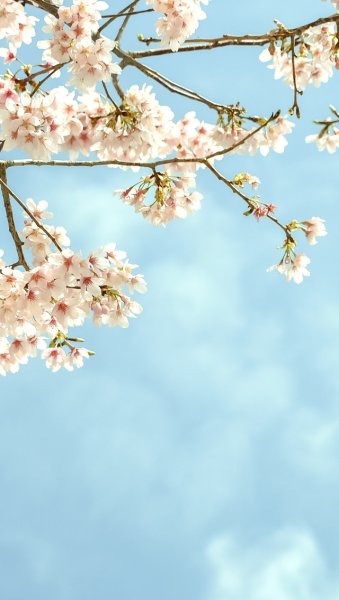 Цветочный фон для текста