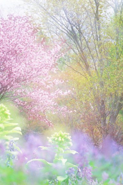 Весенний фон для открытки