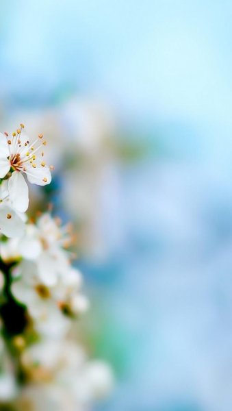 Рисунок для подложки