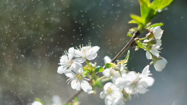 Дождь весной