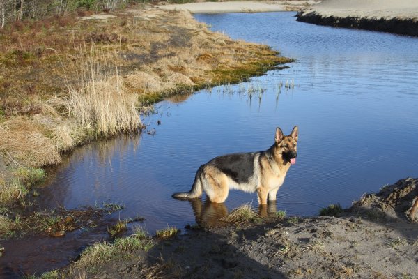 Немецкая овчарка на речке