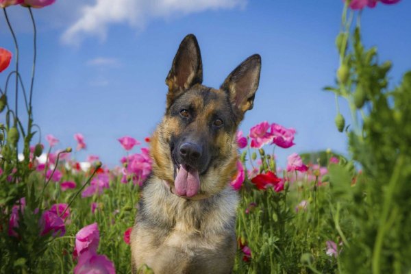 Немецкая овчарка Весна