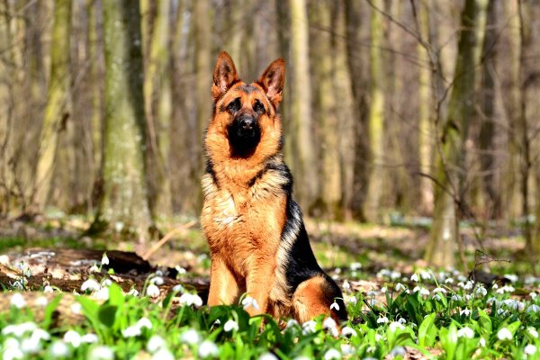 Овчарки Весна