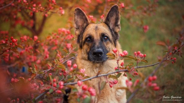 Овчарка в цветах