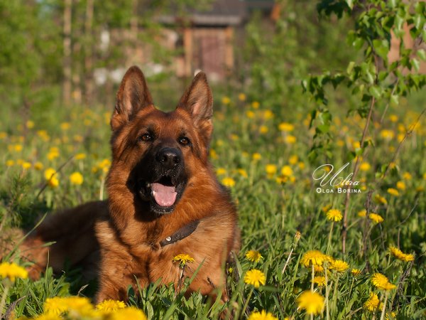 Питомник немецких овчарок Лихтенфауст