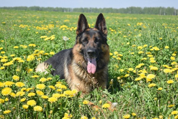 Овчар баябел