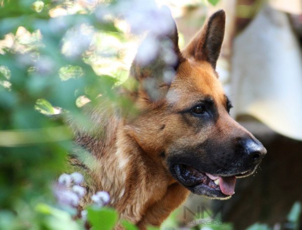 Овчарки Весна