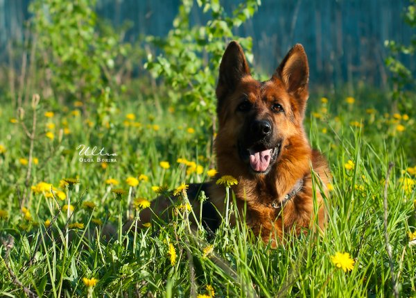 Овчарки немецкие щенки Весна