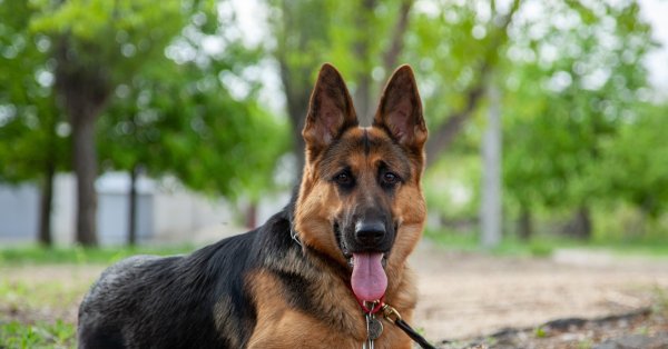 Овчарка весной фото