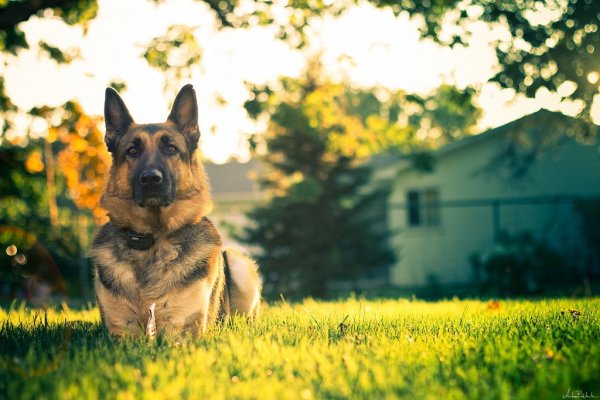 Верная немецкая овчарка