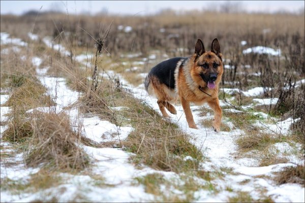 Немецкая овчарка Буран