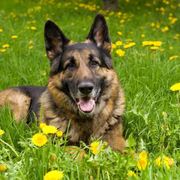 Овчарка на природе