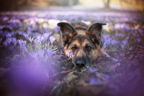 Собака в фиолетовых цветах