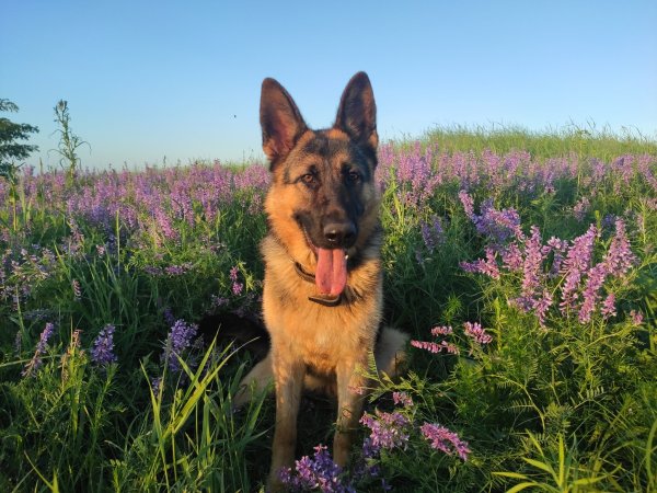 Лиловая немецкая овчарка