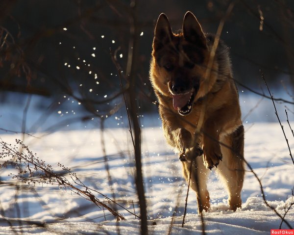 Овчарка Арни