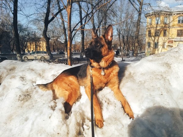 Немецкая овчарка весной