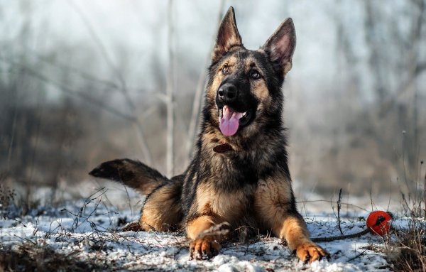 Немецкая овчарка 4 к
