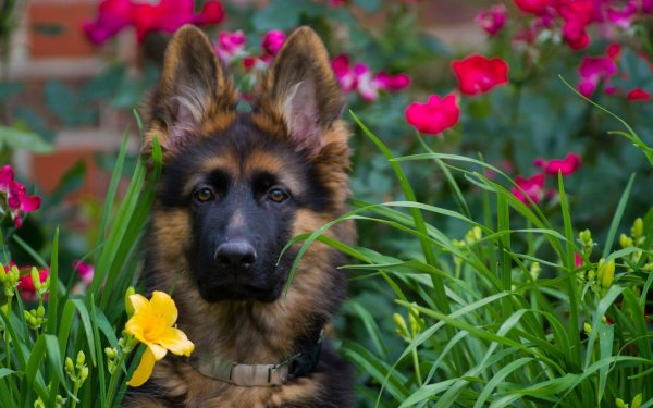 Испанская овчарка