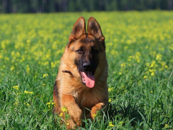 Немецкая овчарка