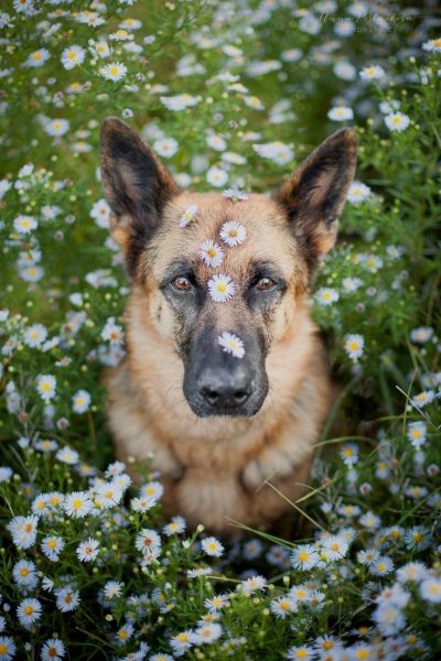 Милые овчарки