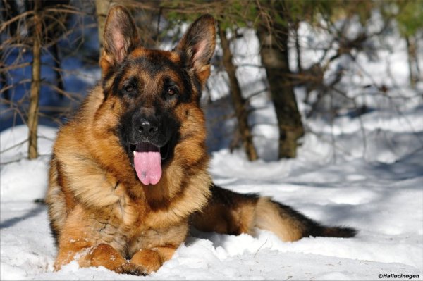 Собака немецкая овчарка зимой