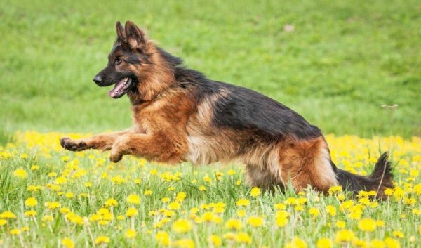 Немецкая овчарка бежит