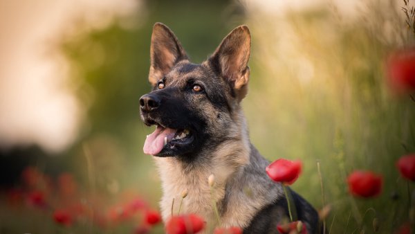 Немецкая овчарка