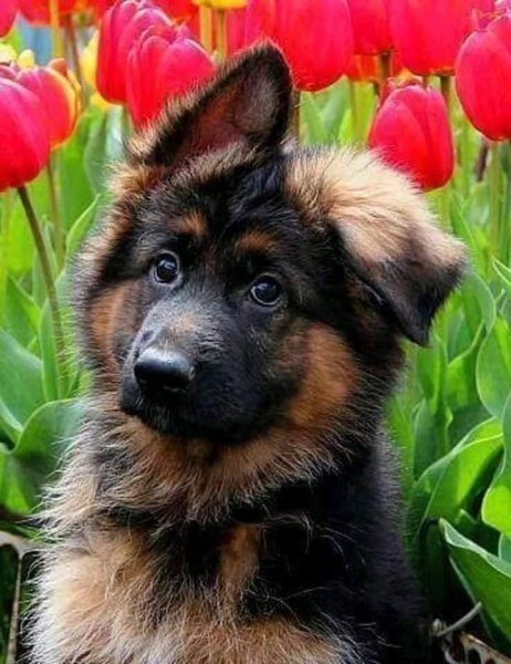 Немецкая овчарка с цветами